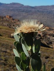 Protea punctata