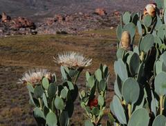Protea punctata