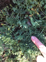Dasispermum suffruticosum