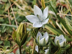 Lomatogonium carinthiacum