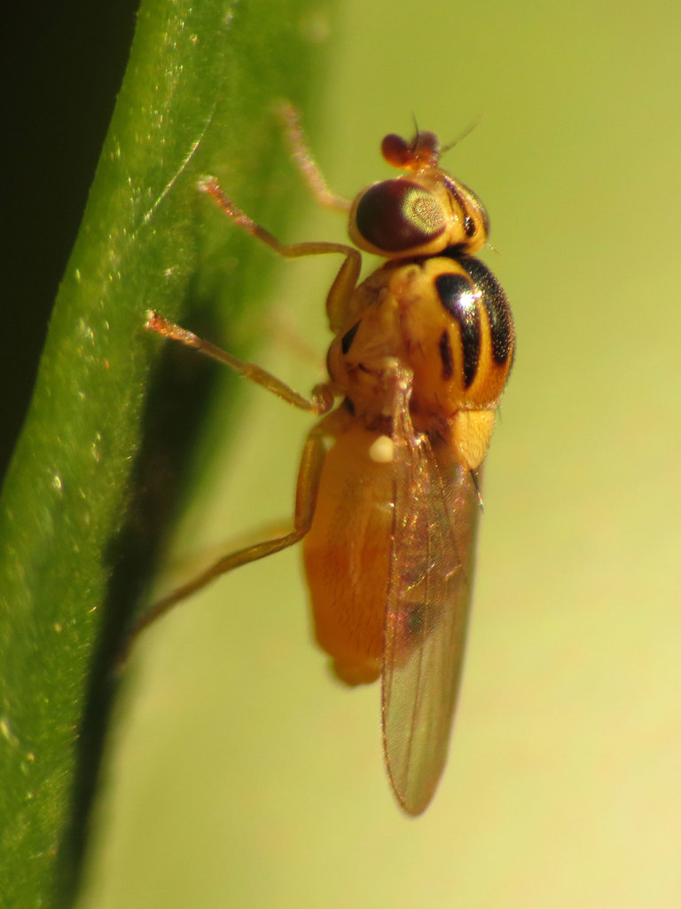 Grass flies on sale