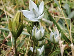 Lomatogonium carinthiacum