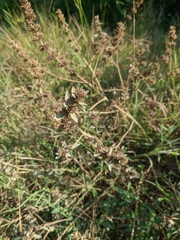 Marrubium peregrinum