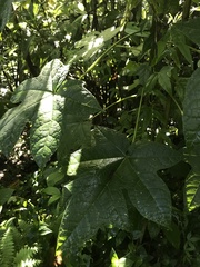 Vasconcellea pubescens