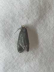 Acoloithus falsarius