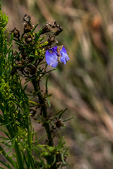 Psoralea glabra