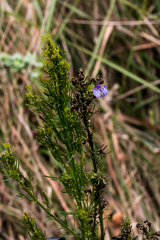 Psoralea glabra