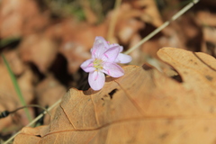 Claytonia rosea