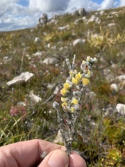 Aspalathus oblongifolia