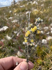 Aspalathus oblongifolia