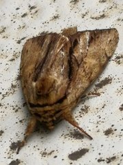 Lepidoptera