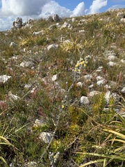 Aspalathus oblongifolia
