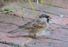 Passer domesticus indicus
