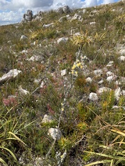 Aspalathus oblongifolia