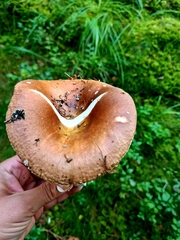 Russula integra