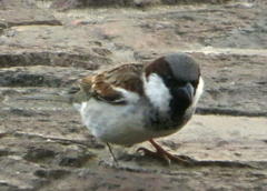 Passer domesticus indicus