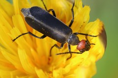 Epicauta atrata