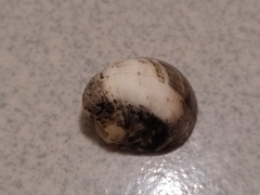 Nerita polita
