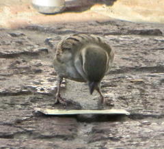 Passer domesticus indicus
