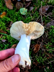 Russula integra