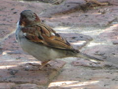 Passer domesticus indicus