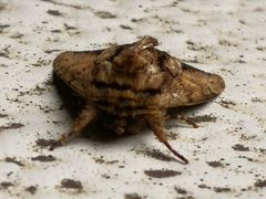 Lepidoptera