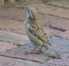 Passer domesticus indicus