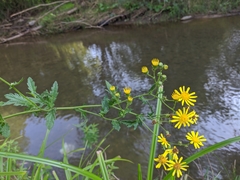 Jacobaea grandidentata