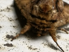 Lepidoptera