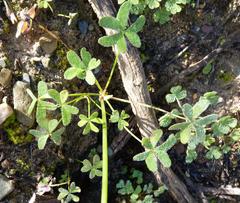 Oxalis pes-caprae pes-caprae