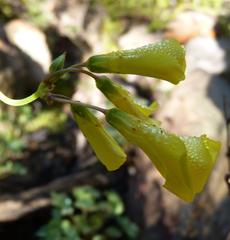 Oxalis pes-caprae pes-caprae
