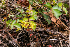 Searsia carnosula