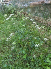 Sium latifolium