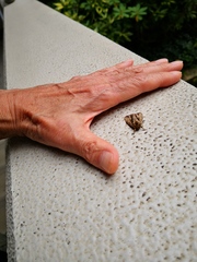 Lepidoptera