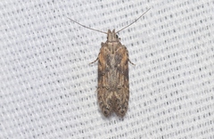 Hypatima