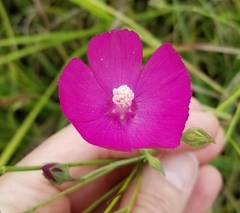 Callirhoe digitata
