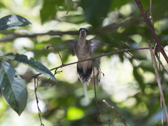 Phaethornis anthophilus