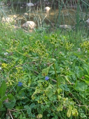 Heracleum sphondylium sibiricum
