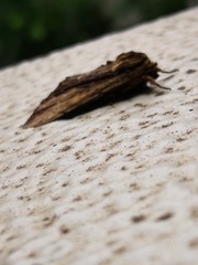Lepidoptera