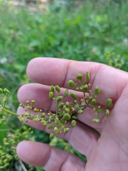 Heracleum sphondylium sibiricum