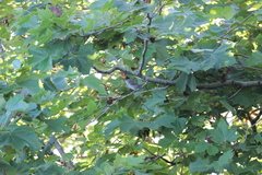Sylvia atricapilla gularis