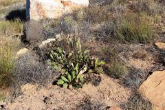 Protea scolopendriifolia