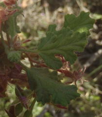 Pelargonium panduriforme