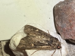 Helotropha reniformis