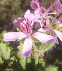 Pelargonium panduriforme