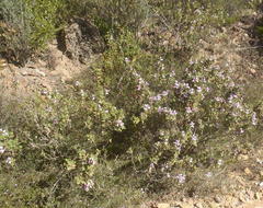 Pelargonium panduriforme