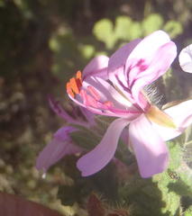 Pelargonium panduriforme