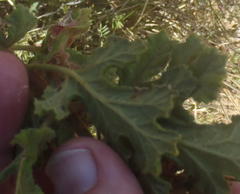 Pelargonium panduriforme