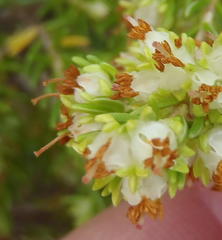 Erica glumiflora