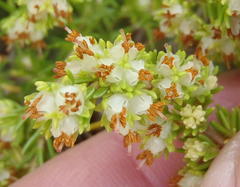 Erica glumiflora